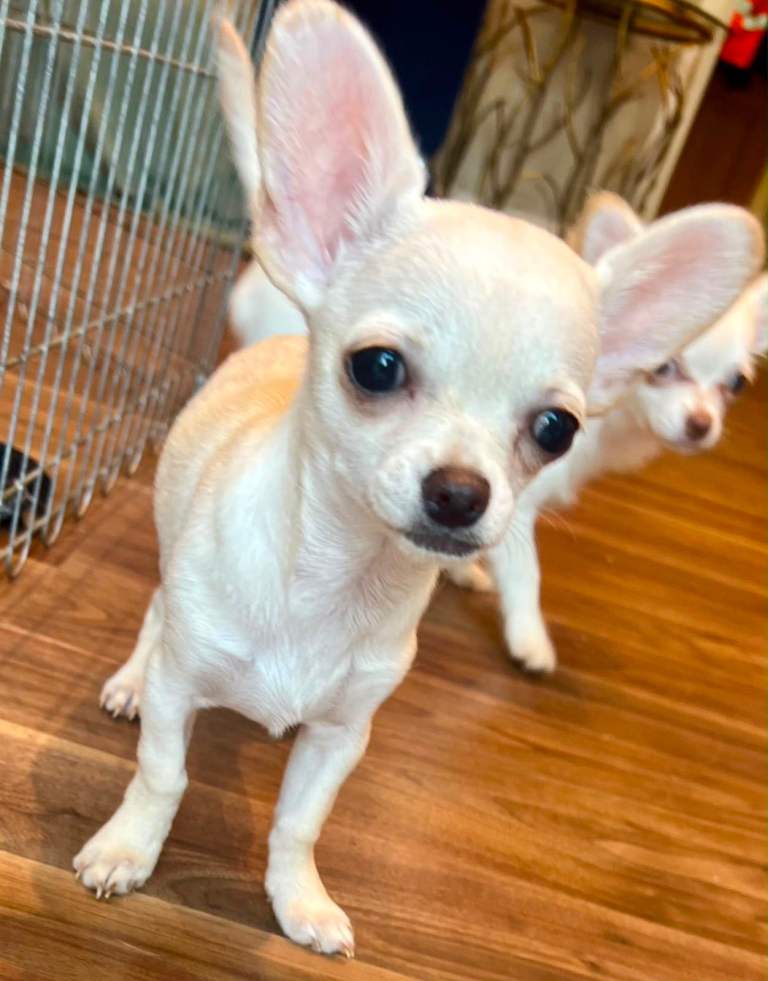Stunning Ice White 10 week old female chihuahua puppy for sale. 