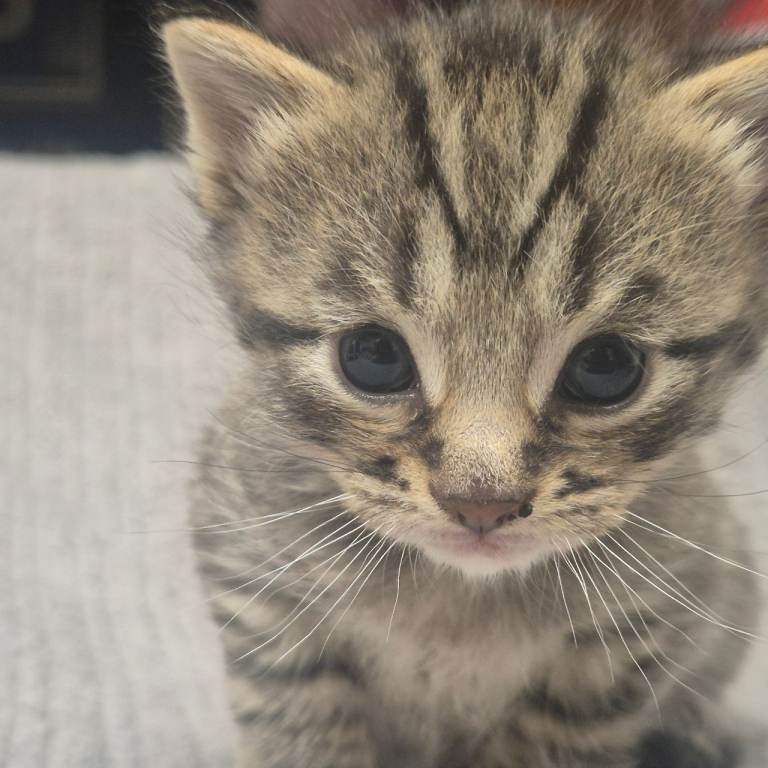 Stunning Unique Male Kittens
