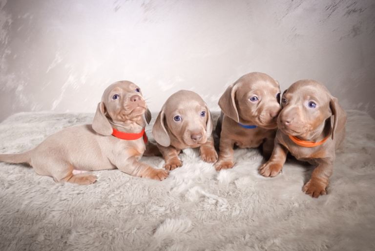 Miniature dachshund puppies Isabella and tan smoothhaired