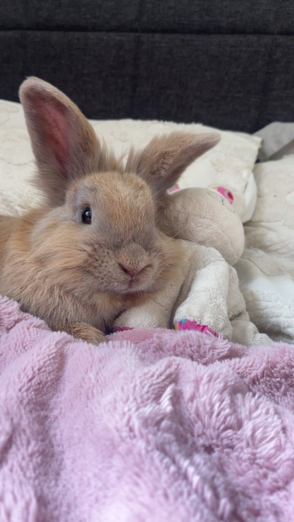 Rabbit and stuff