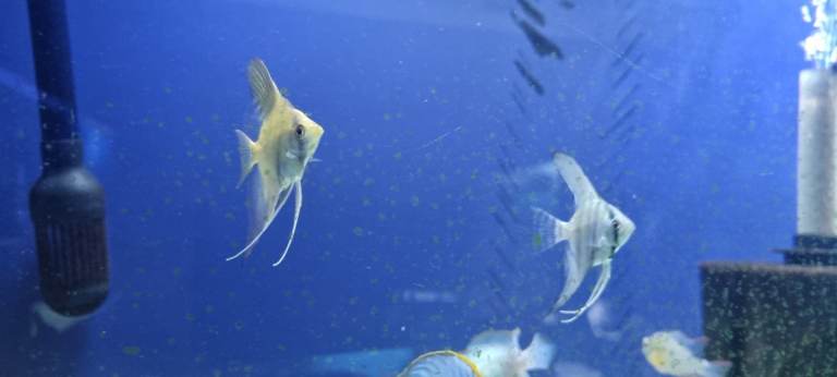 Various Tropical Fish