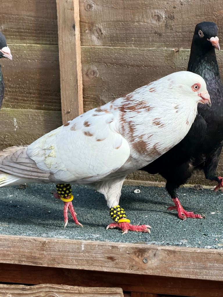Nice and Clean Pigeons for Sale 