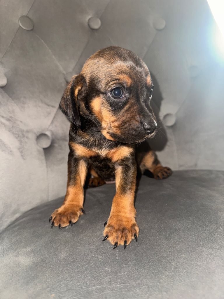 Mixed Breed Puppys 4 Still Looking for homes 