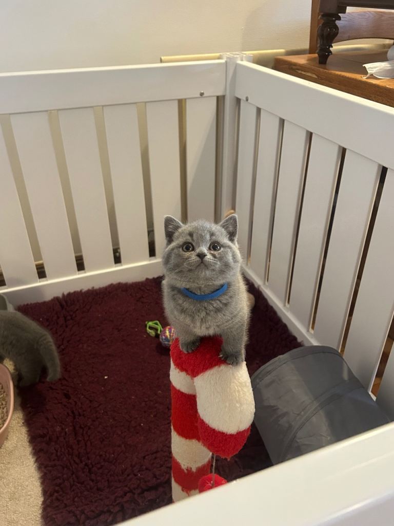 Adorable British Blue Shorthair Kittens  