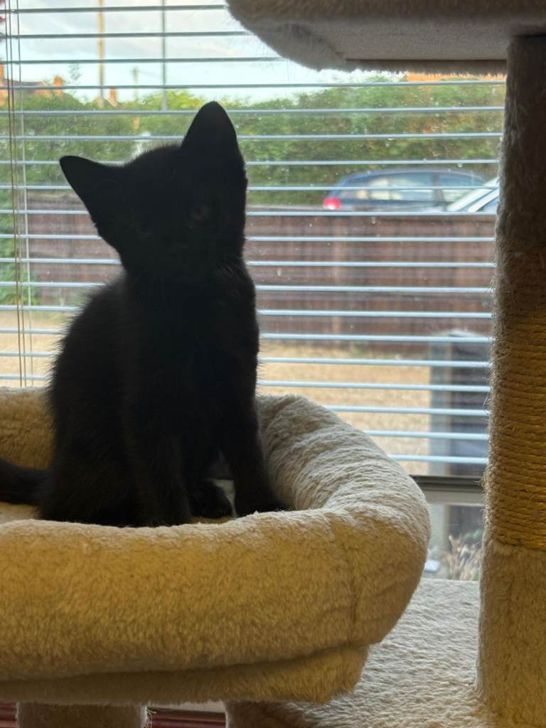 Kittens for sale