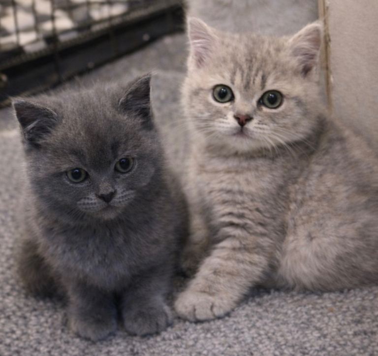 British Shorthair Kittens – Ready for Loving Homes