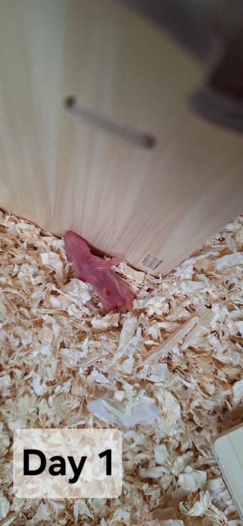 Baby Hamster's