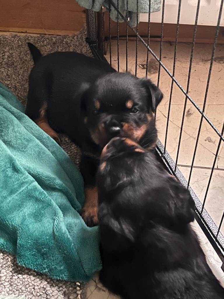 KC Registered Rottweiler puppies for sale