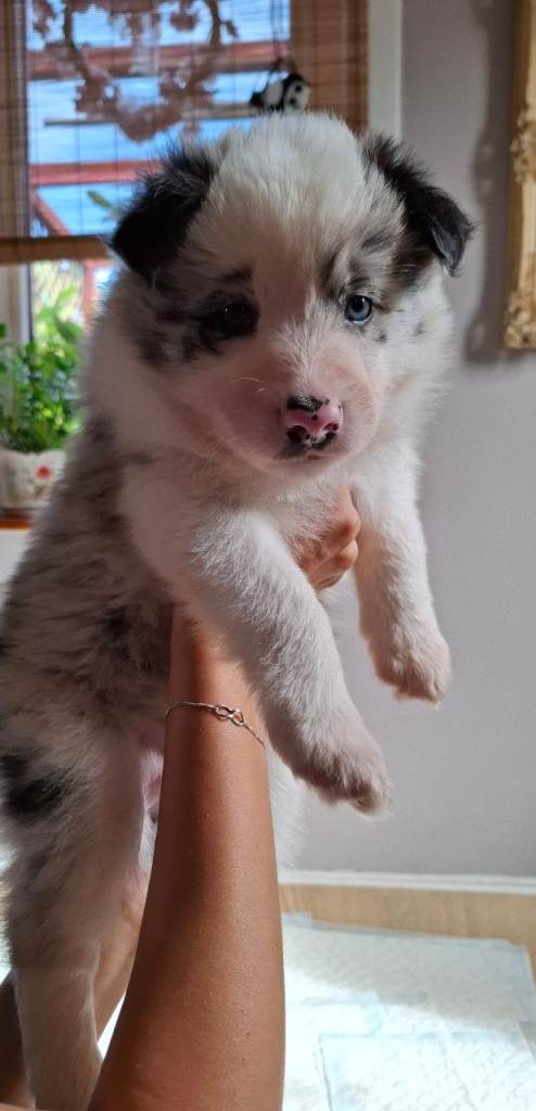 Border Collie Puppies colour Blue and red Merle, Chocolate tri colour Unique European & RKC Lines