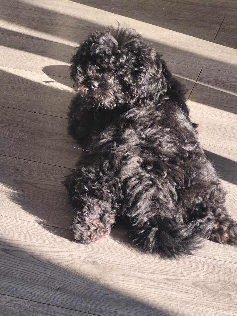 1 male left ready to leave lovely little boy 