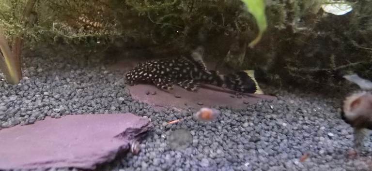 Tropical fish and snails 