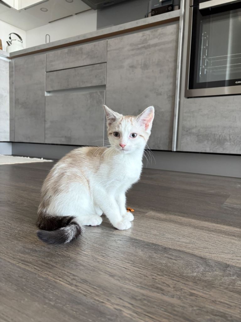 Ragdoll x Snowshoe kitten 