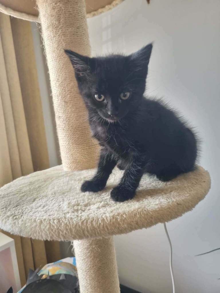 Kittens 