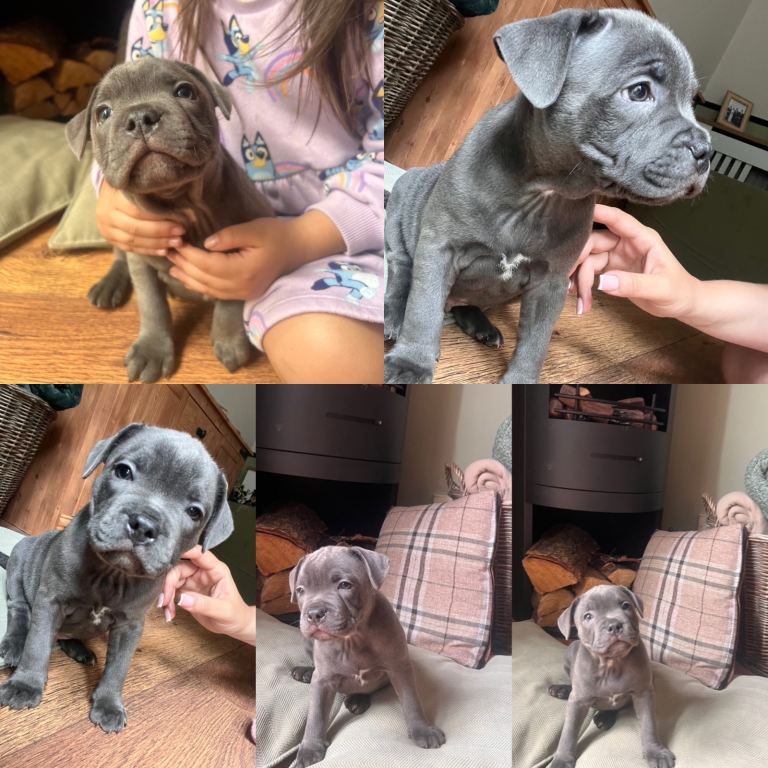 Blue Staffordshire bull terriers