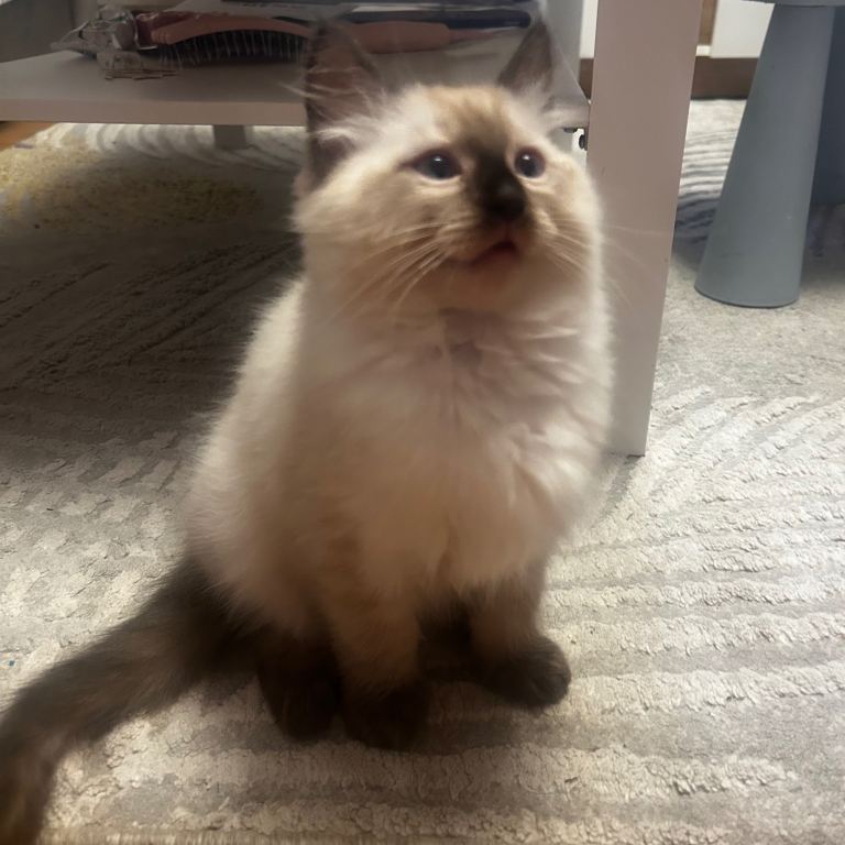 😻Beautiful Purebred Ragdoll Kittens 😻