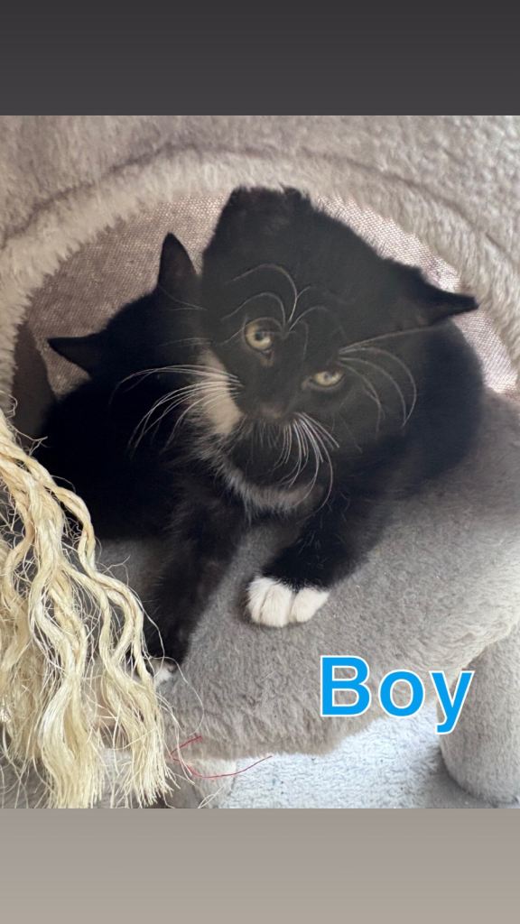 2 Kittens Mixed Breed 