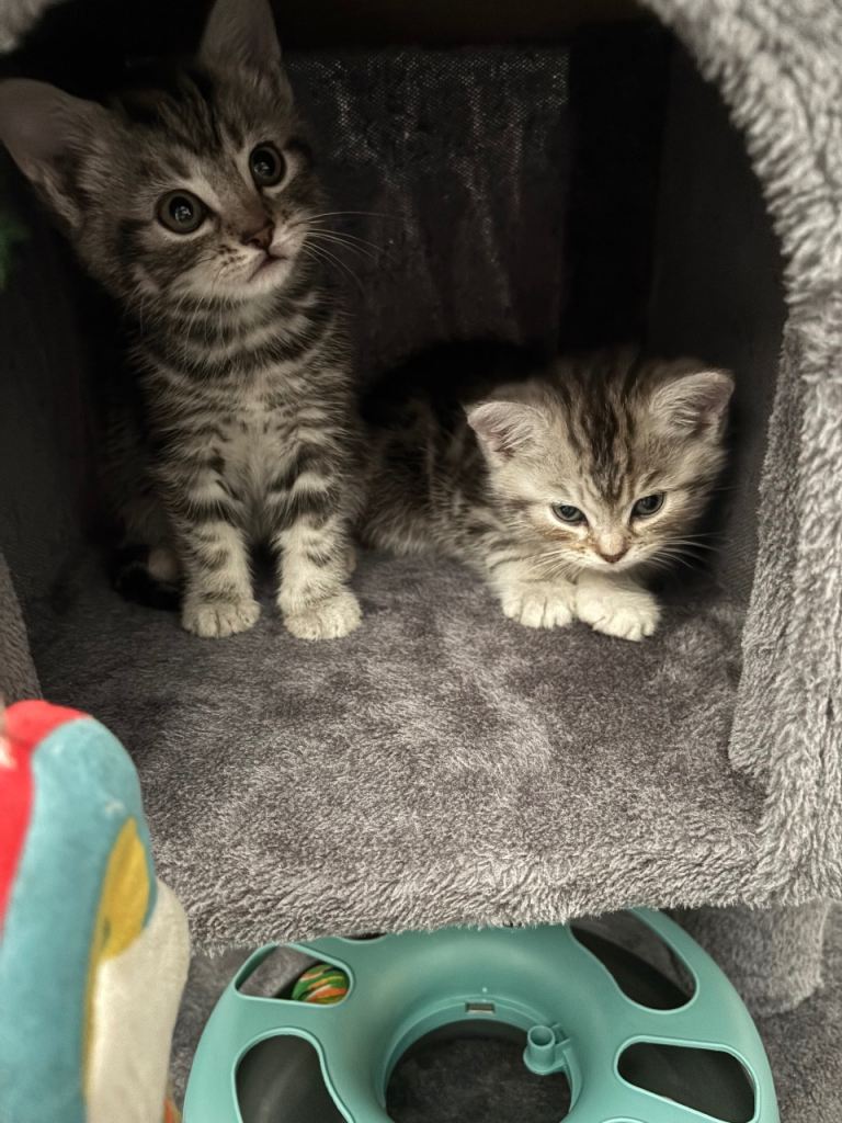 Beautiful kittens 