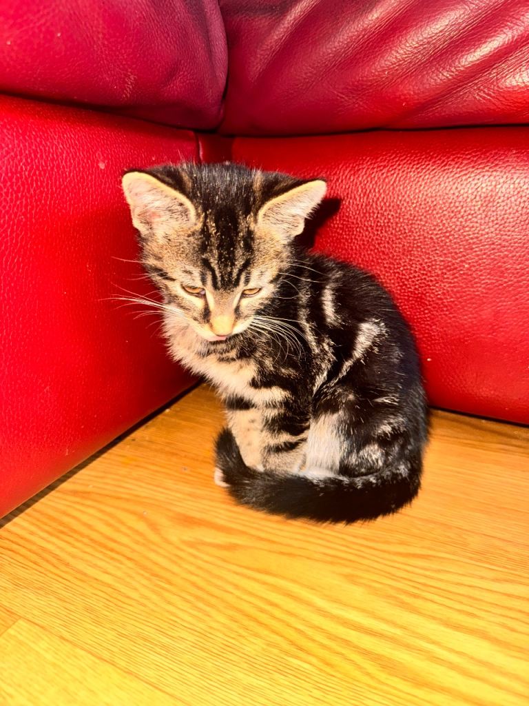 Kittens for Sale – 1 Boy & 1 Girl 🐾 Ready for pick up 