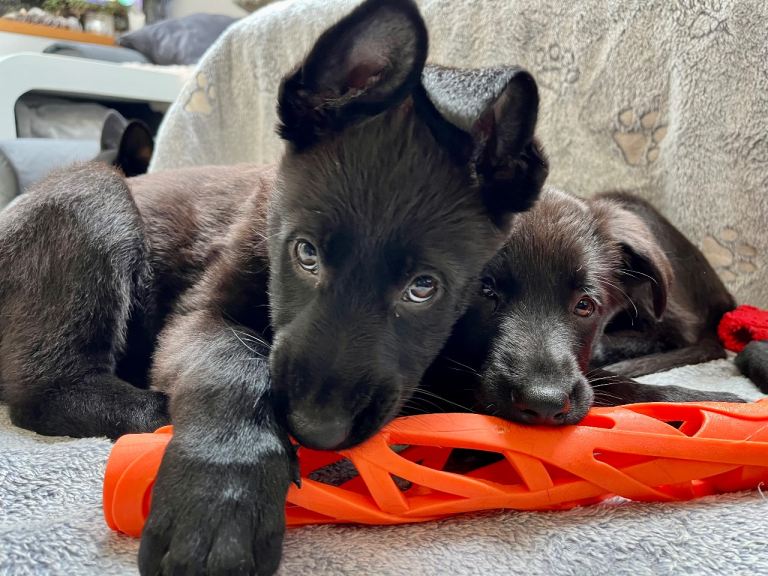 Solid black, pure German Shepard for sale