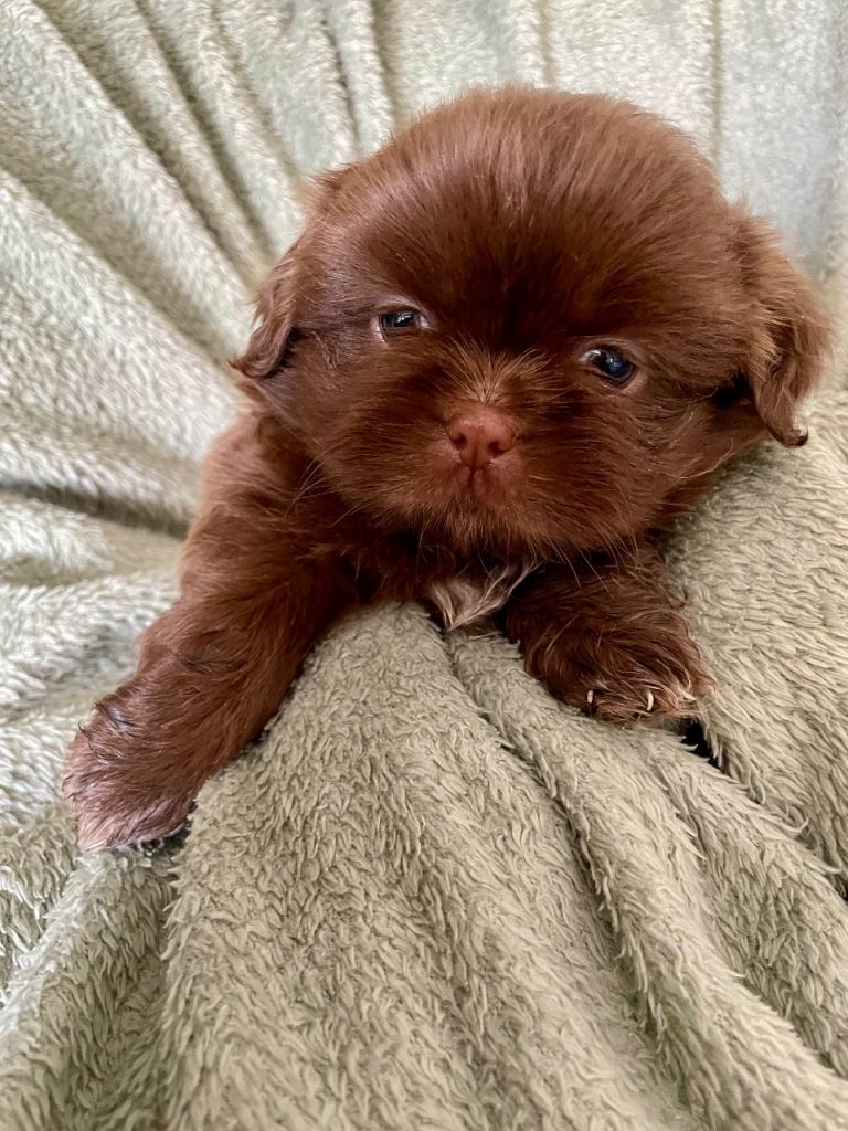 Shih Tzu puppies