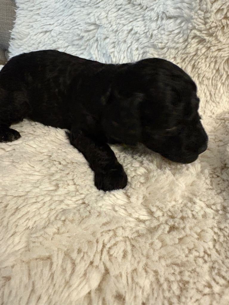 1 beautiful cavapoo puppy looking for her forever home