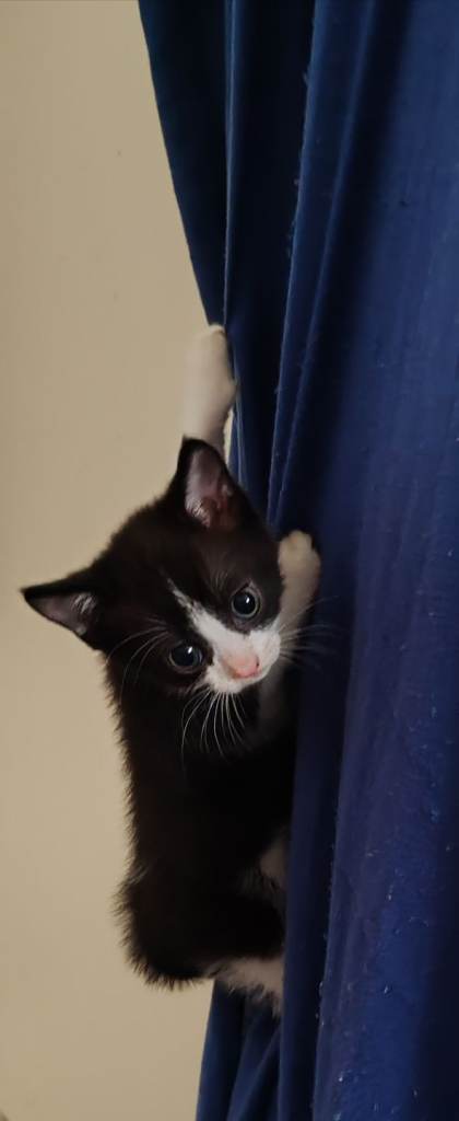 Last male kitten 8 weeks old ready to leave
