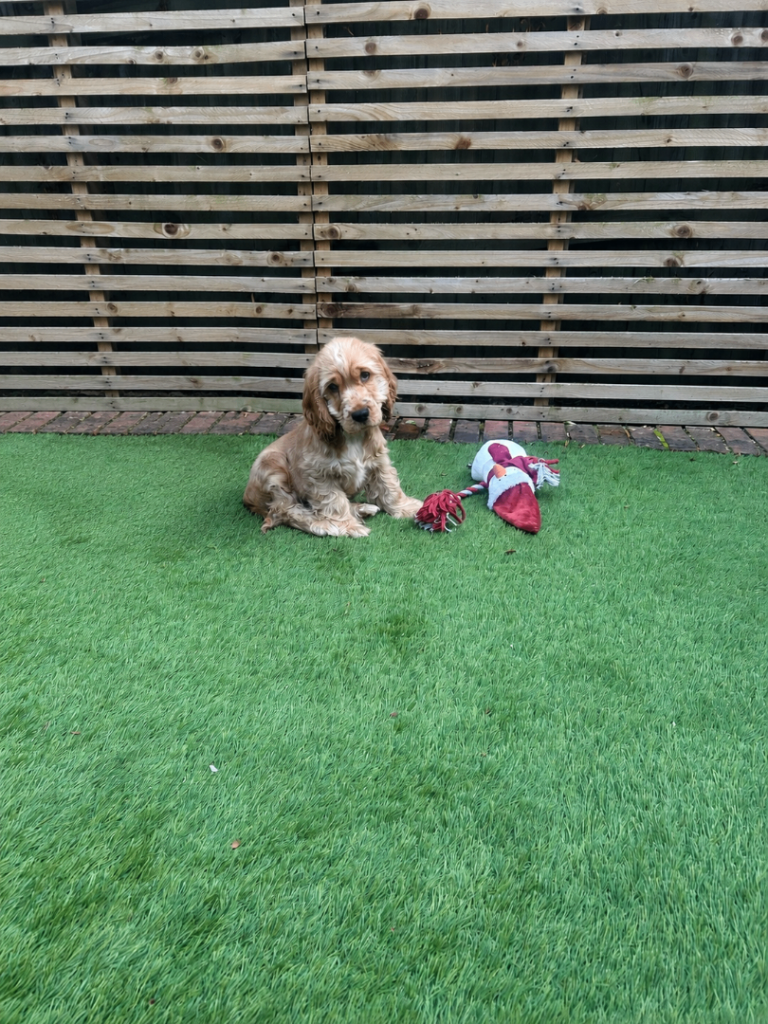 TRUE TO TYPE SHOW COCKER SPANIEL PUPPY 🐶 