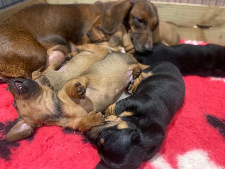 Miniature dachshund puppy’s 