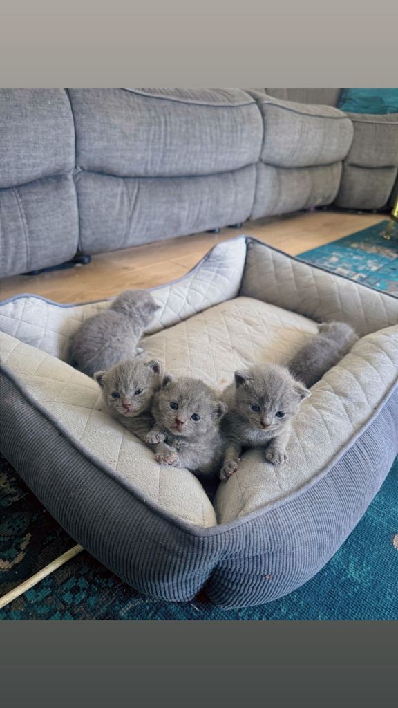British Shorthair Kitten