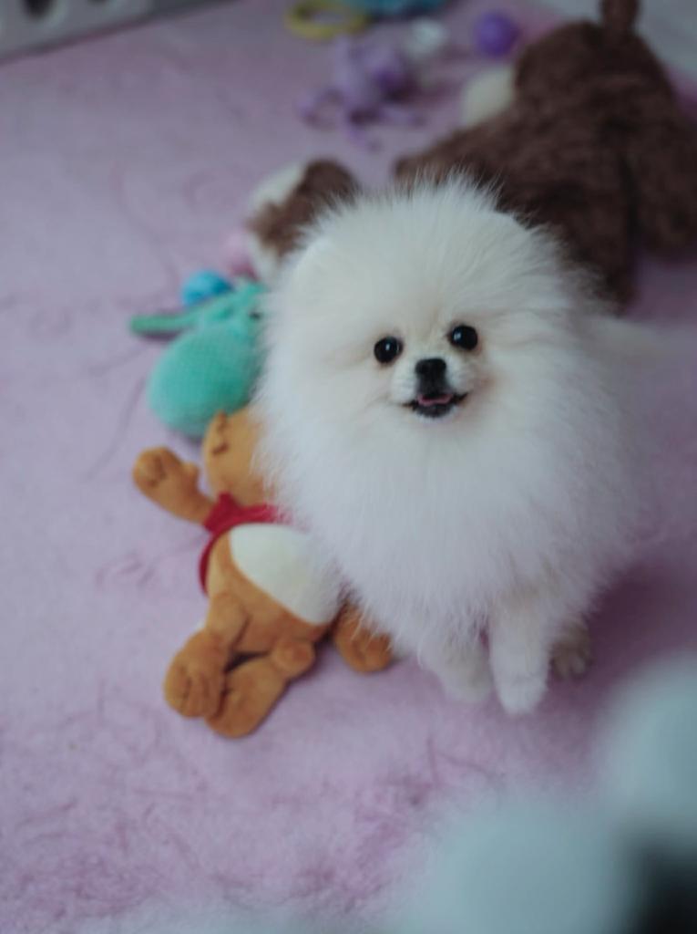 Korean Line Pomeranian Girl 