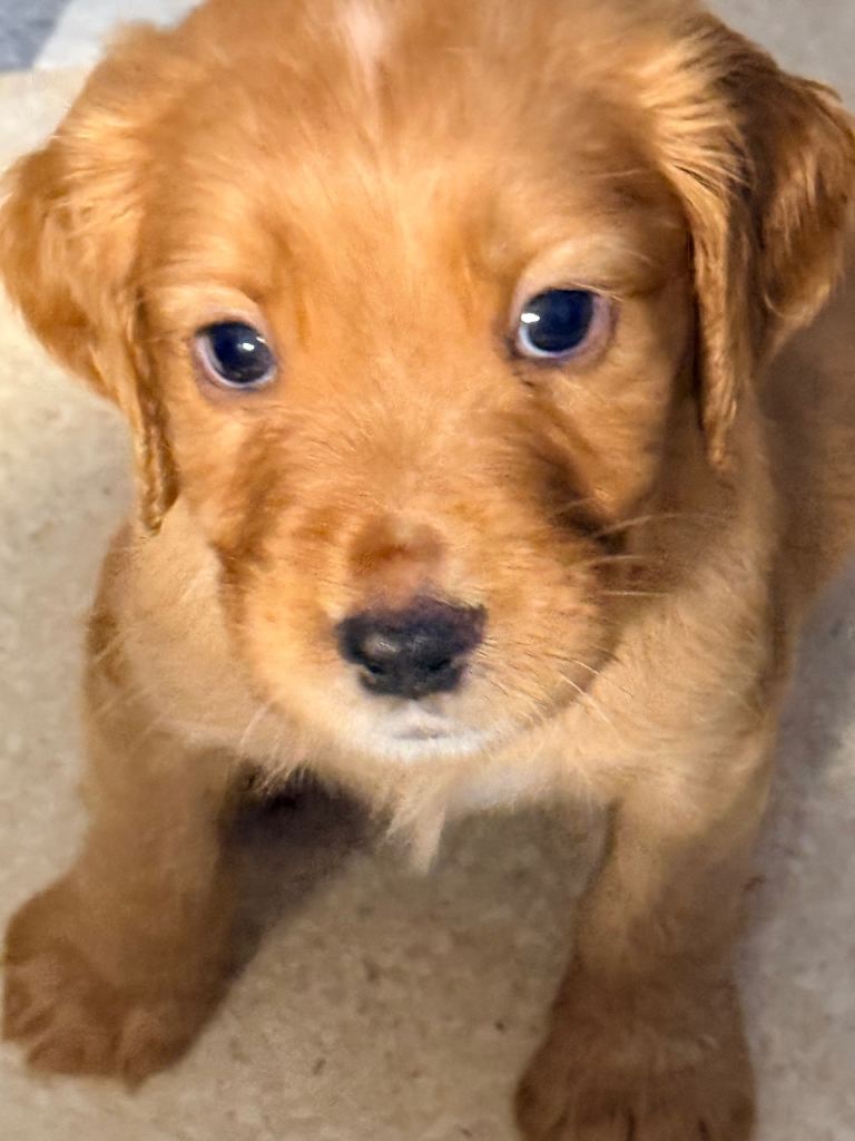 English Cocker Spaniels 