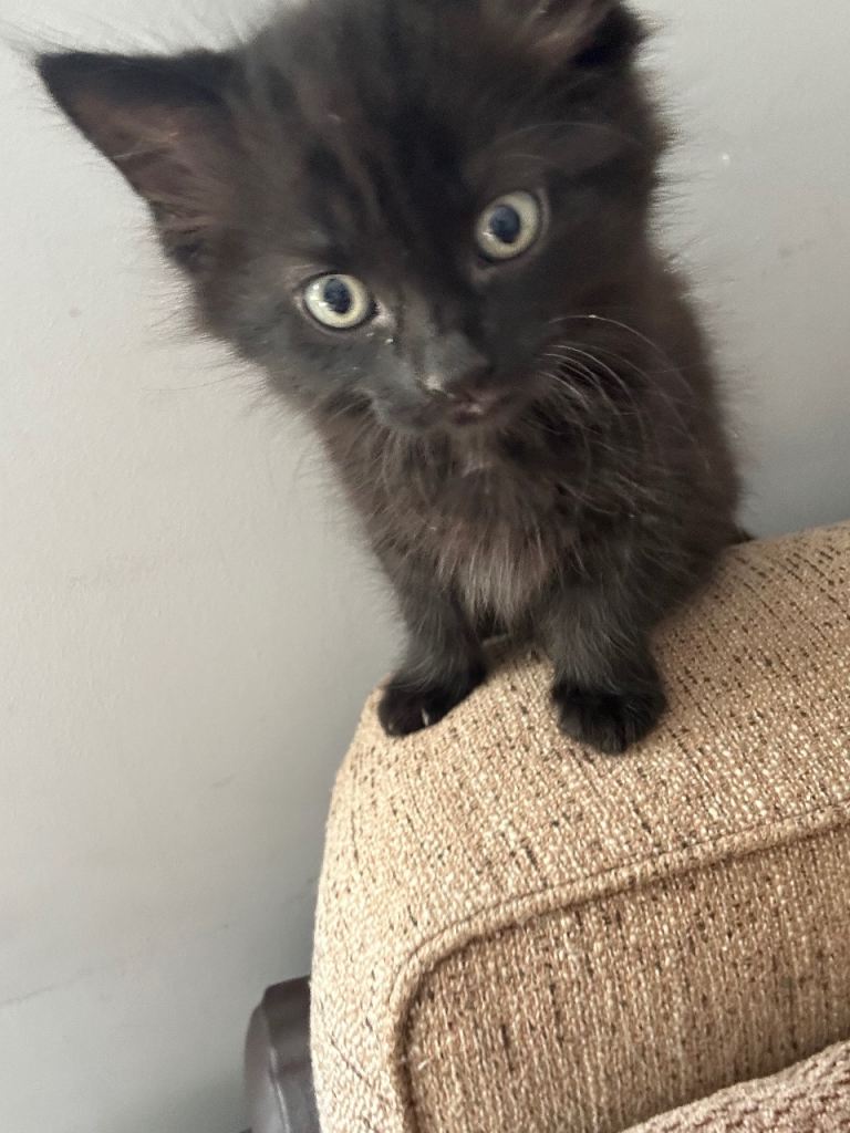 Kittens 