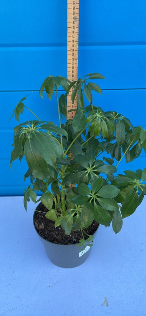 Plant Shefflera umbrella plant 