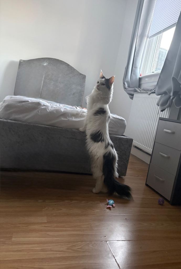 Maine coon female 