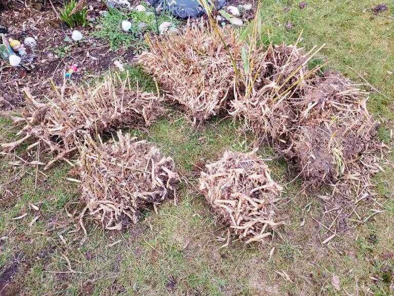 Bamboo Cuttings (clumping) - different sizes available - read description for pricing (negotiable)