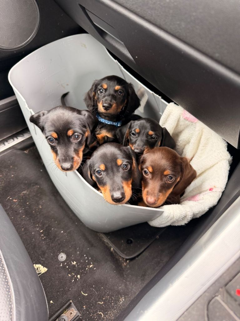Miniature dachshund puppies
