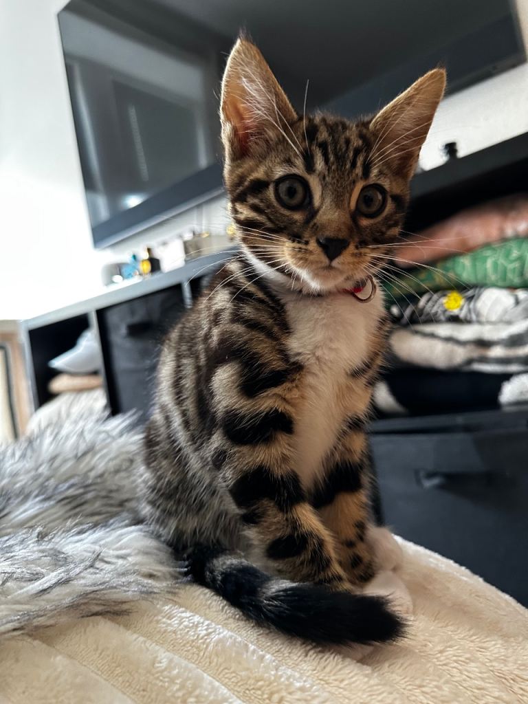 Bengal cross 