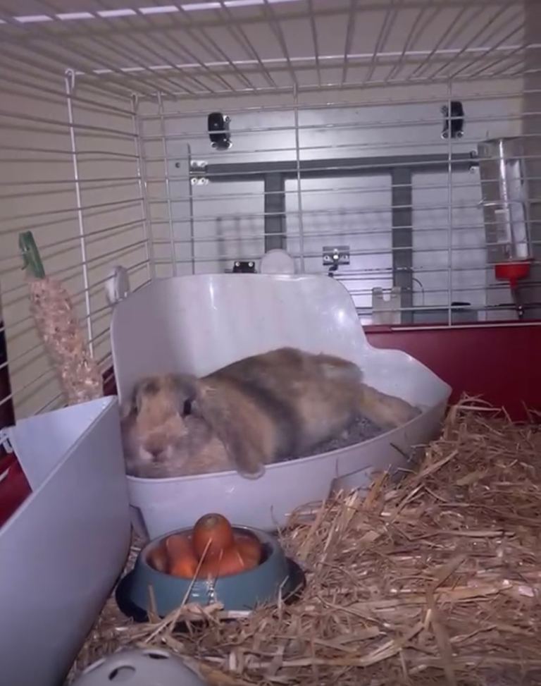 Adorable Mini Lop Bunny for Rehoming