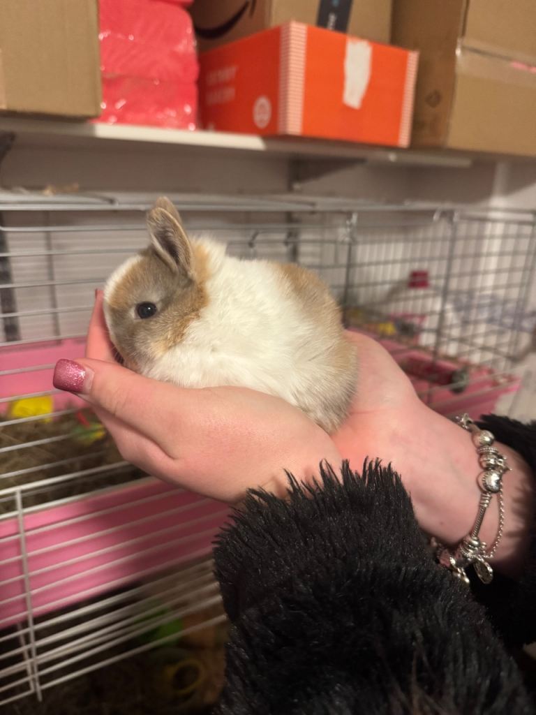 Netherland dwarf 