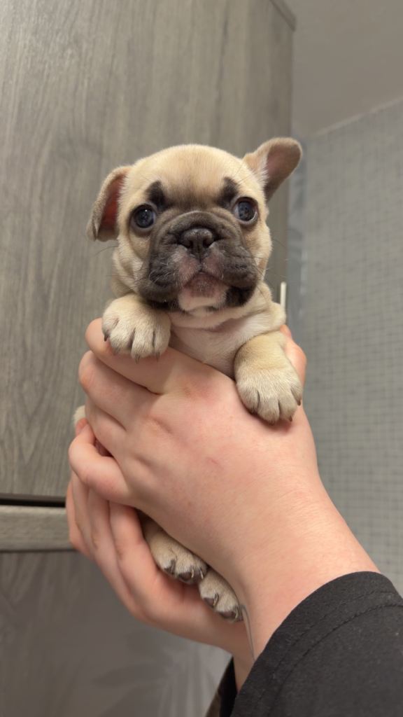 French bull dog puppy for sale. 