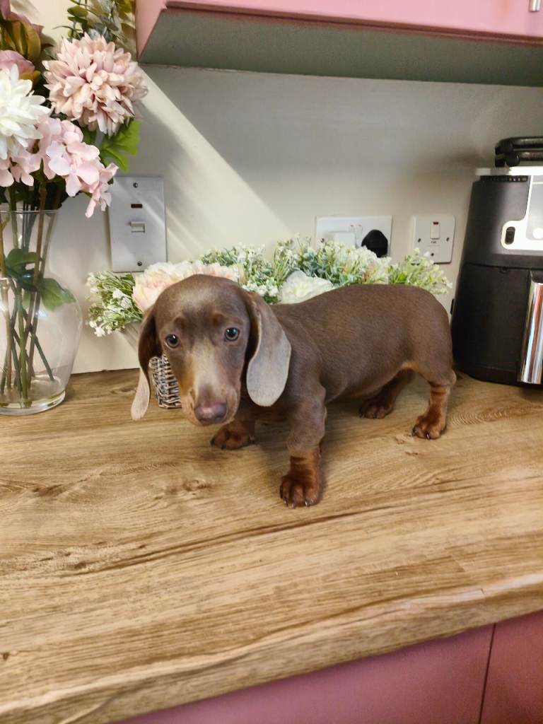 Cute little dachshund girl 