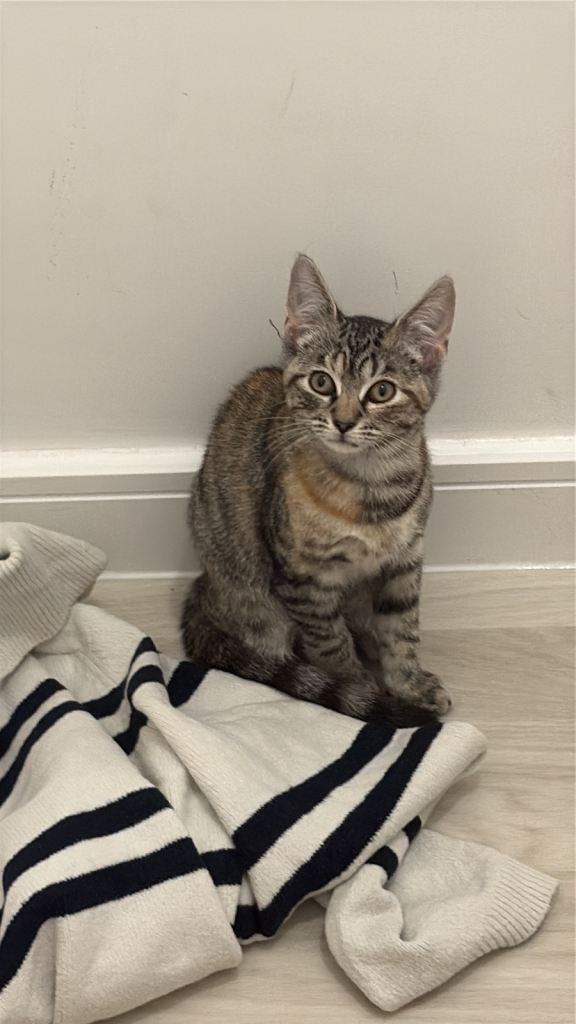 Tabby kitten for sale, loving homes only! 