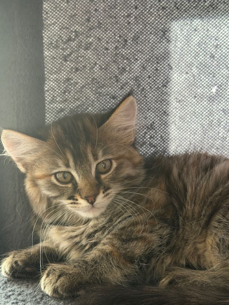 A lovely Kitten looking for a home 