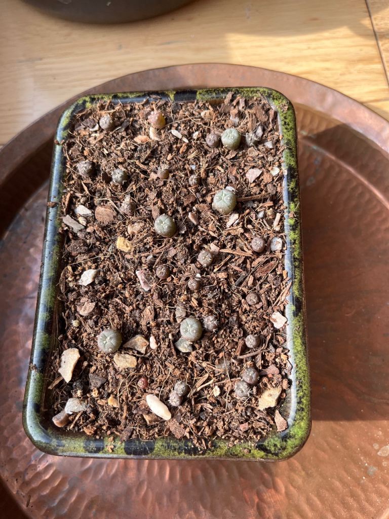 Small Ceramic Planter with lophophora williamsii cactus babies 