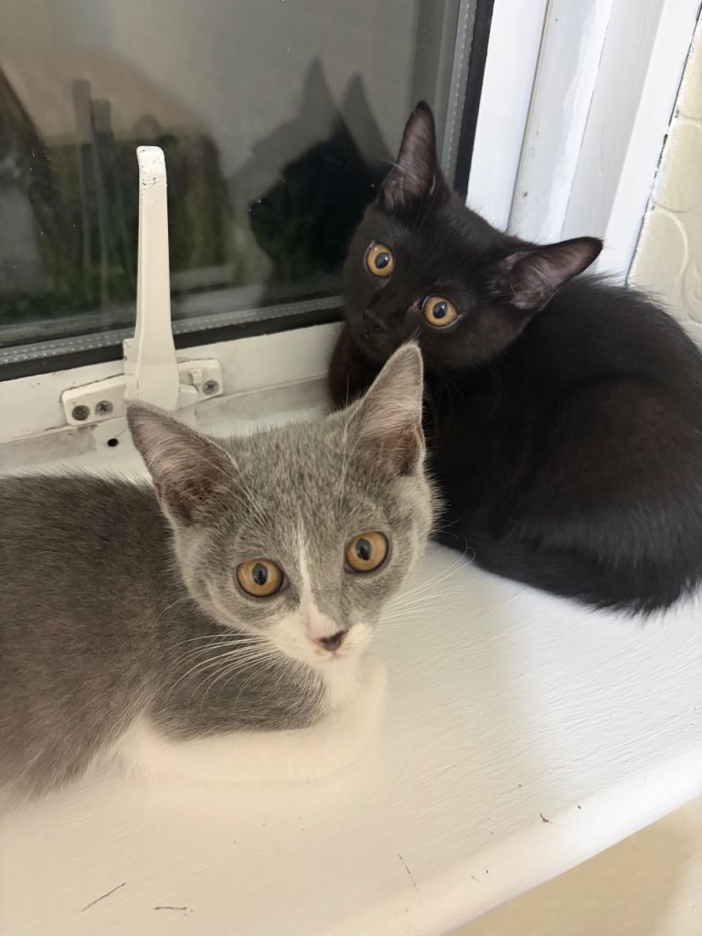 URGENT Kittens for rehoming 