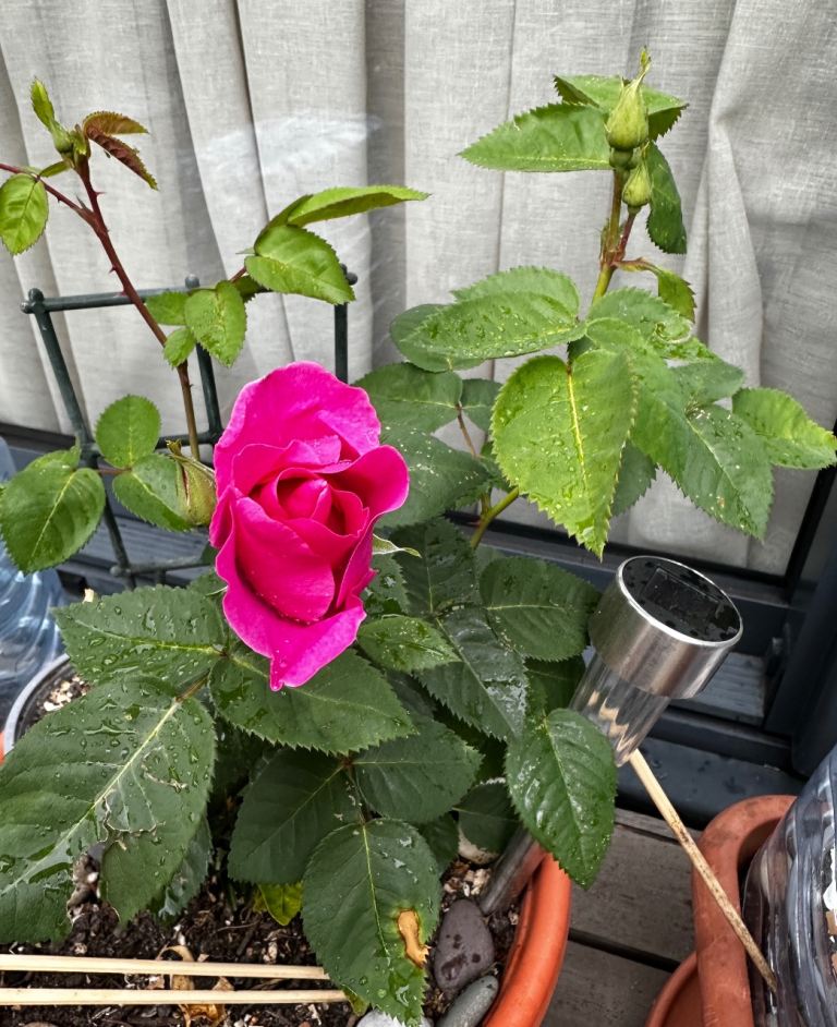 Beautiful Pink Rose Plant, 30cm