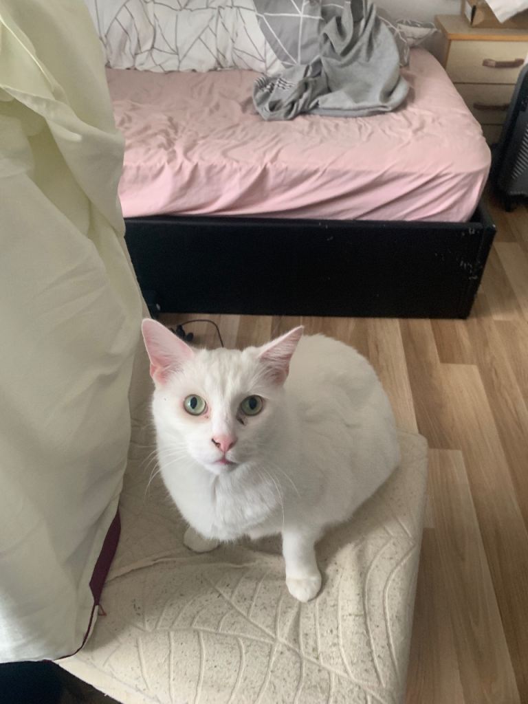 Beautiful White Cat Looking for a Loving Home