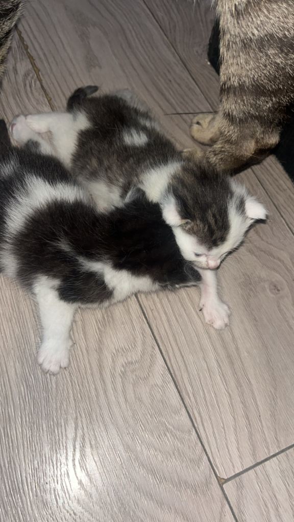 Beautiful kittens for sale 