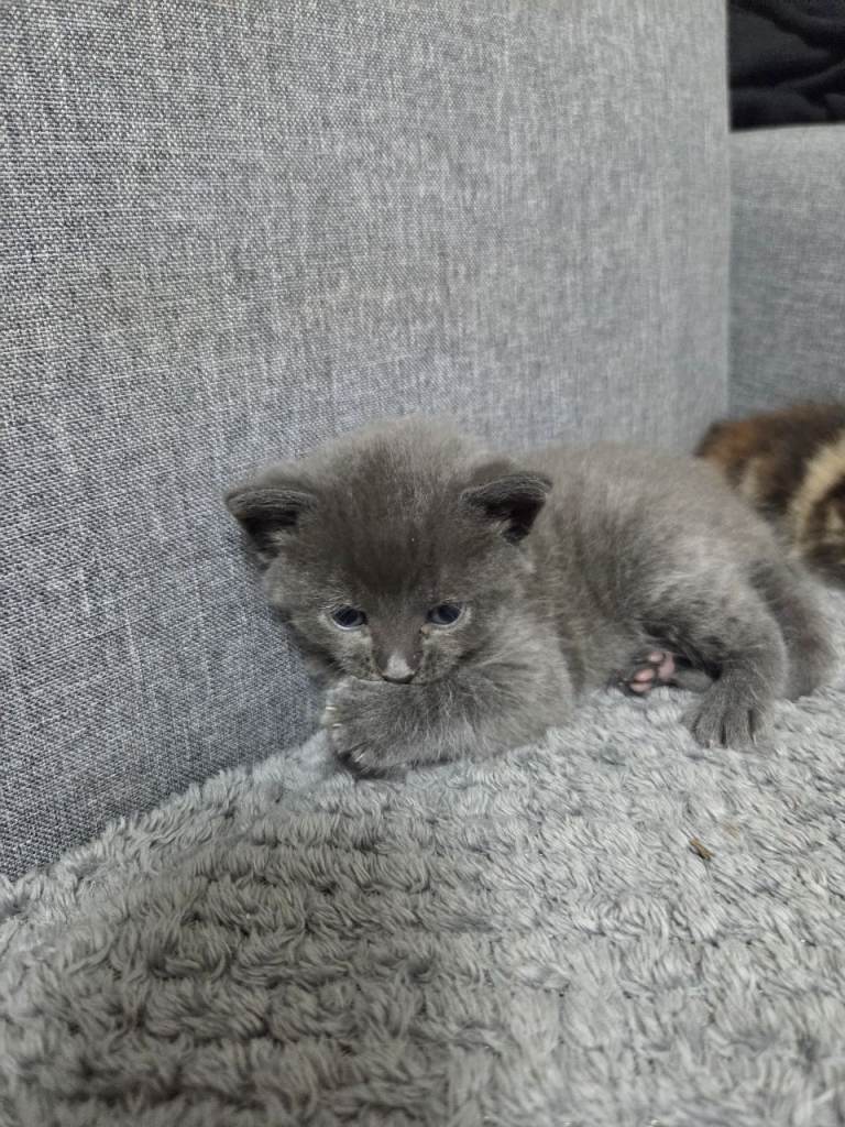 4 Adorable Kittens Ready for Their New Home 