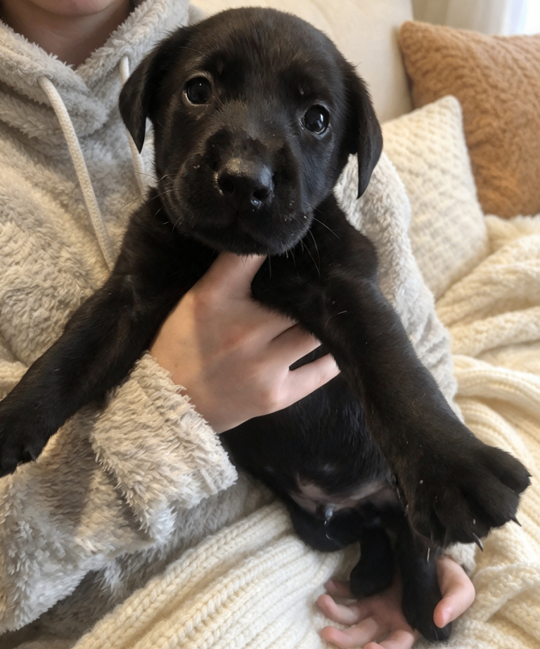 5th generation pegigree labrador pups* 3LEFT *